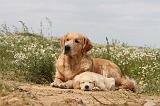 GOLDEN RETRIEVER 295